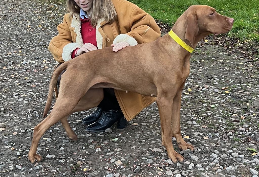 Les Braque hongrois à poil court (Vizsla) de l'affixe des Voutes de Saint Donat