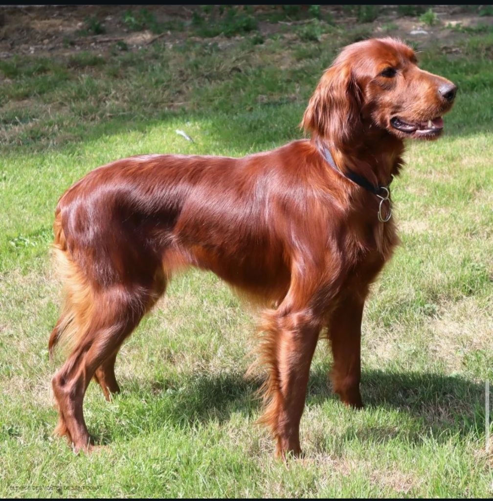 Les Setter irlandais rouge de l'affixe des Voutes de Saint Donat