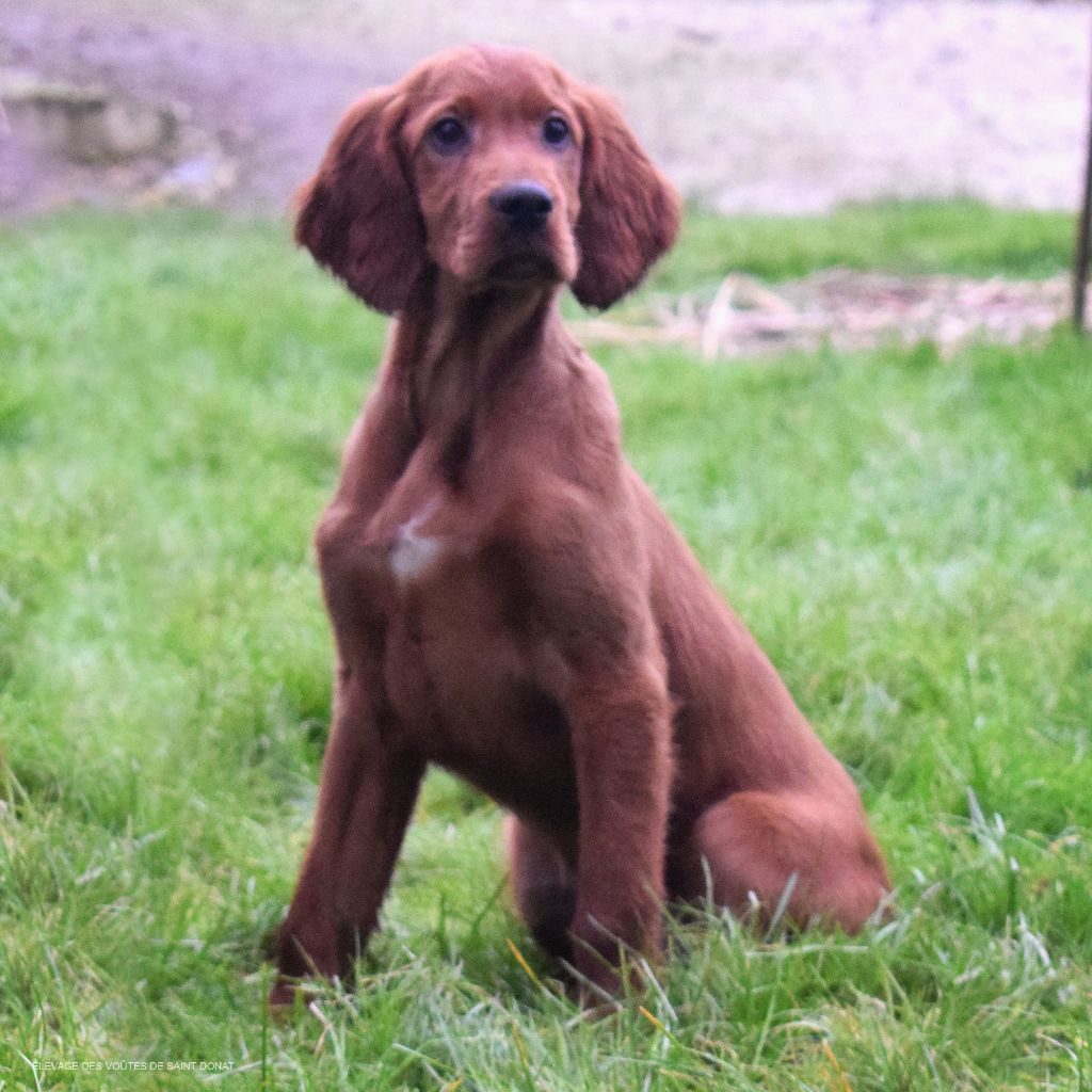 des Voutes de Saint Donat - Chiot disponible  - Setter irlandais rouge