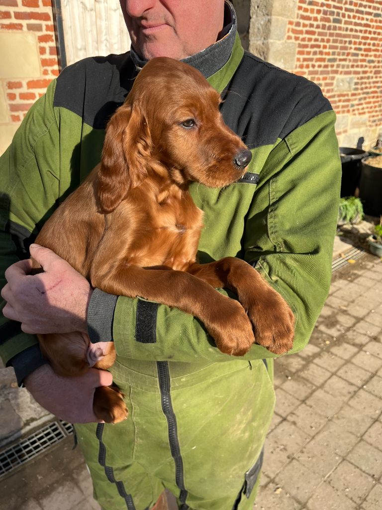 des Voutes de Saint Donat - Chiot disponible  - Setter irlandais rouge