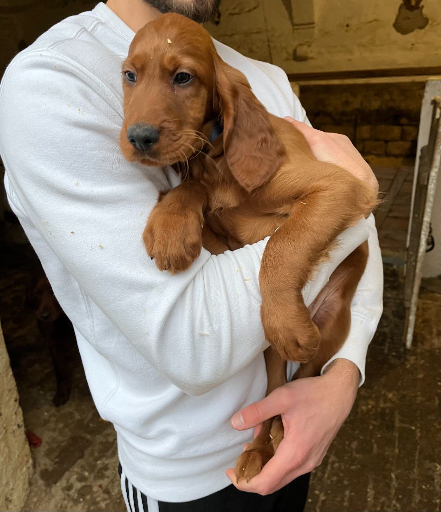 des Voutes de Saint Donat - Chiot disponible  - Setter irlandais rouge